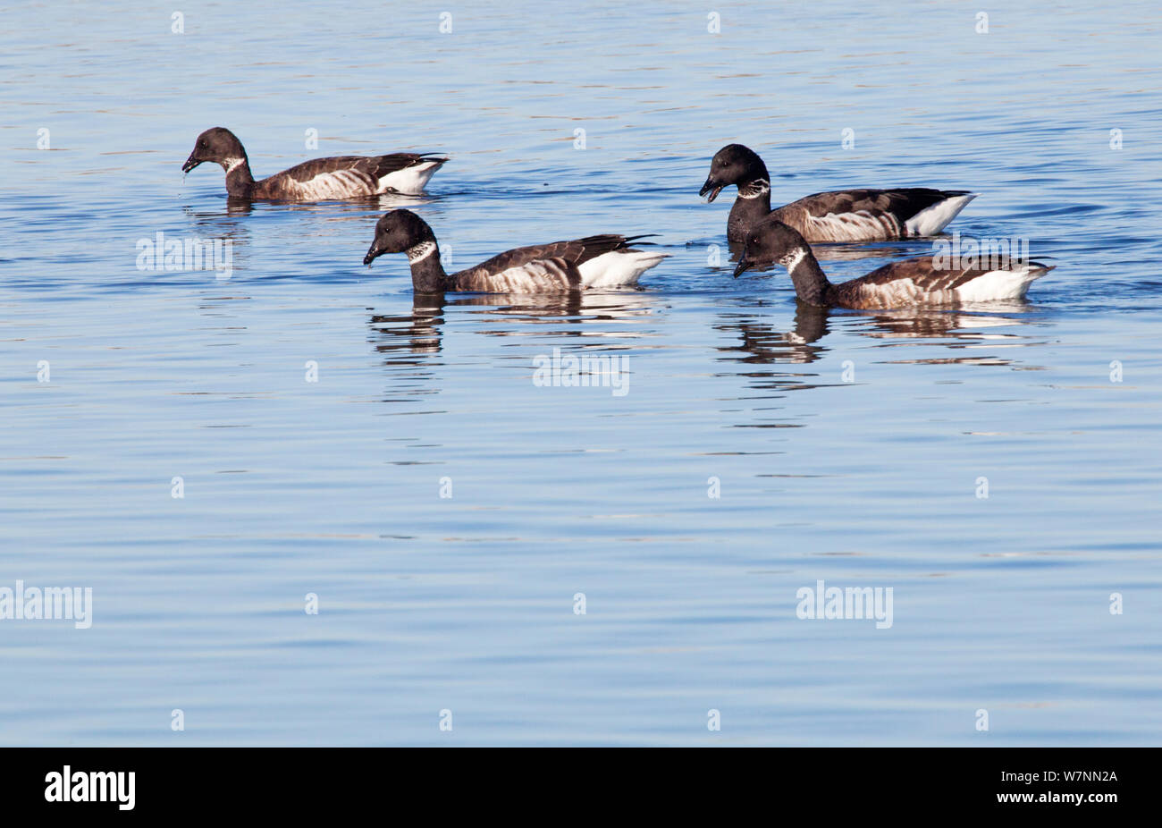 La Bernache cravant (Branta bernicla), la Réserve de biosphère d'El Vizcaino, péninsule de Basse-Californie, au Mexique, en décembre. Banque D'Images