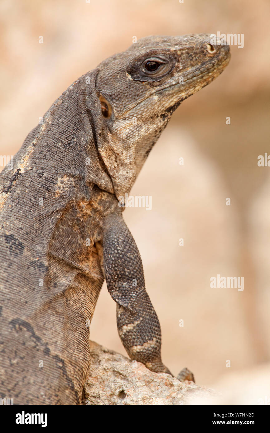 Iguane commun Spiny-Tailed (Ctenosaura similis), Uxmal, Yucatan, Mexique, octobre. Banque D'Images