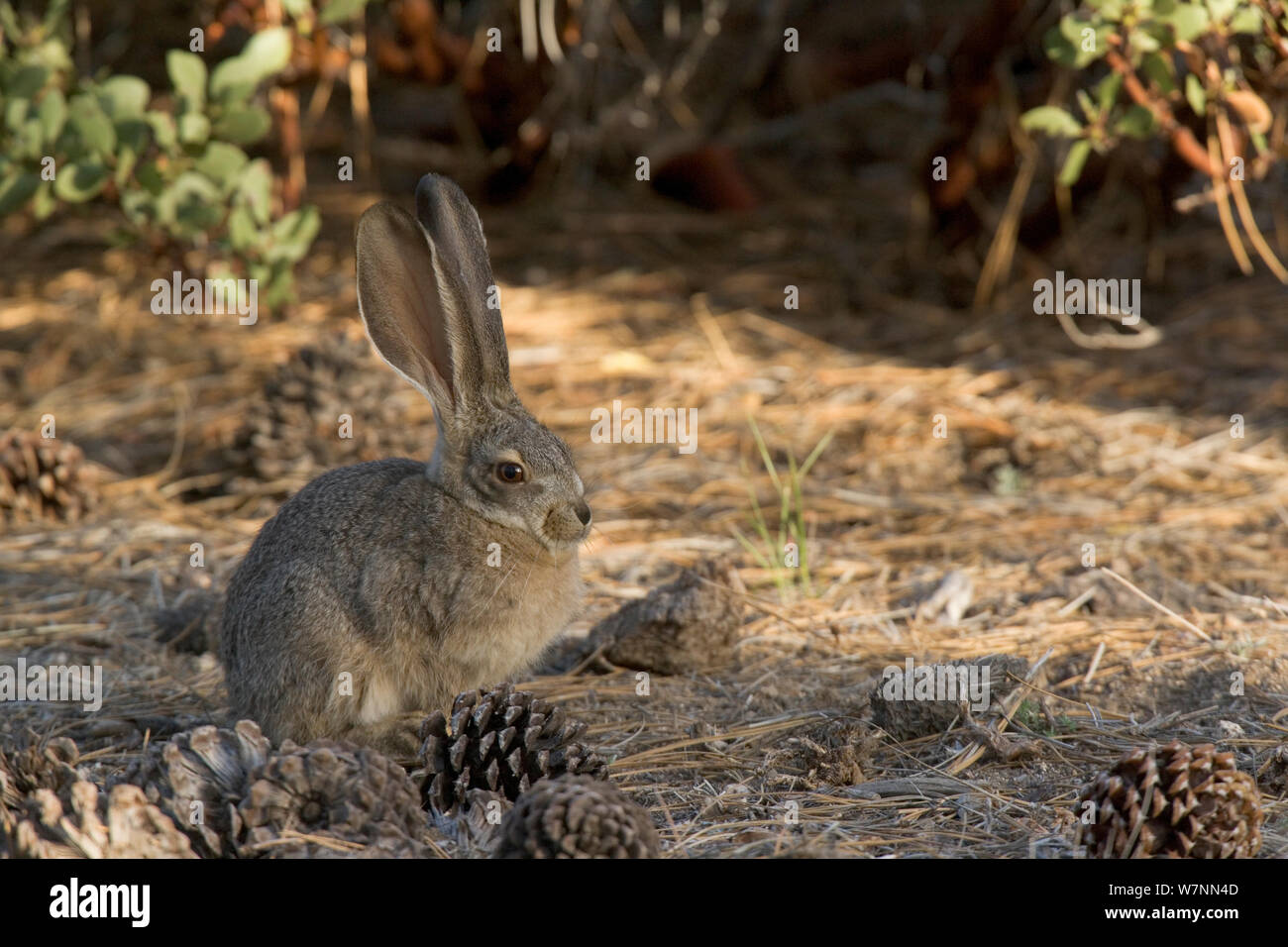 Lapin (Sylvilagus bachmani brosse), Parc National de San Pedro Martir, péninsule de Basse-Californie, au Mexique, en mai. Banque D'Images