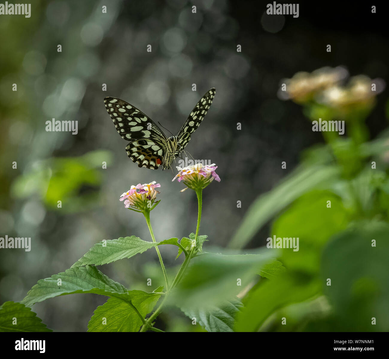 La Lime ou de citron commun papillon papillon sur une fleur rose et blanc manger nectar Banque D'Images