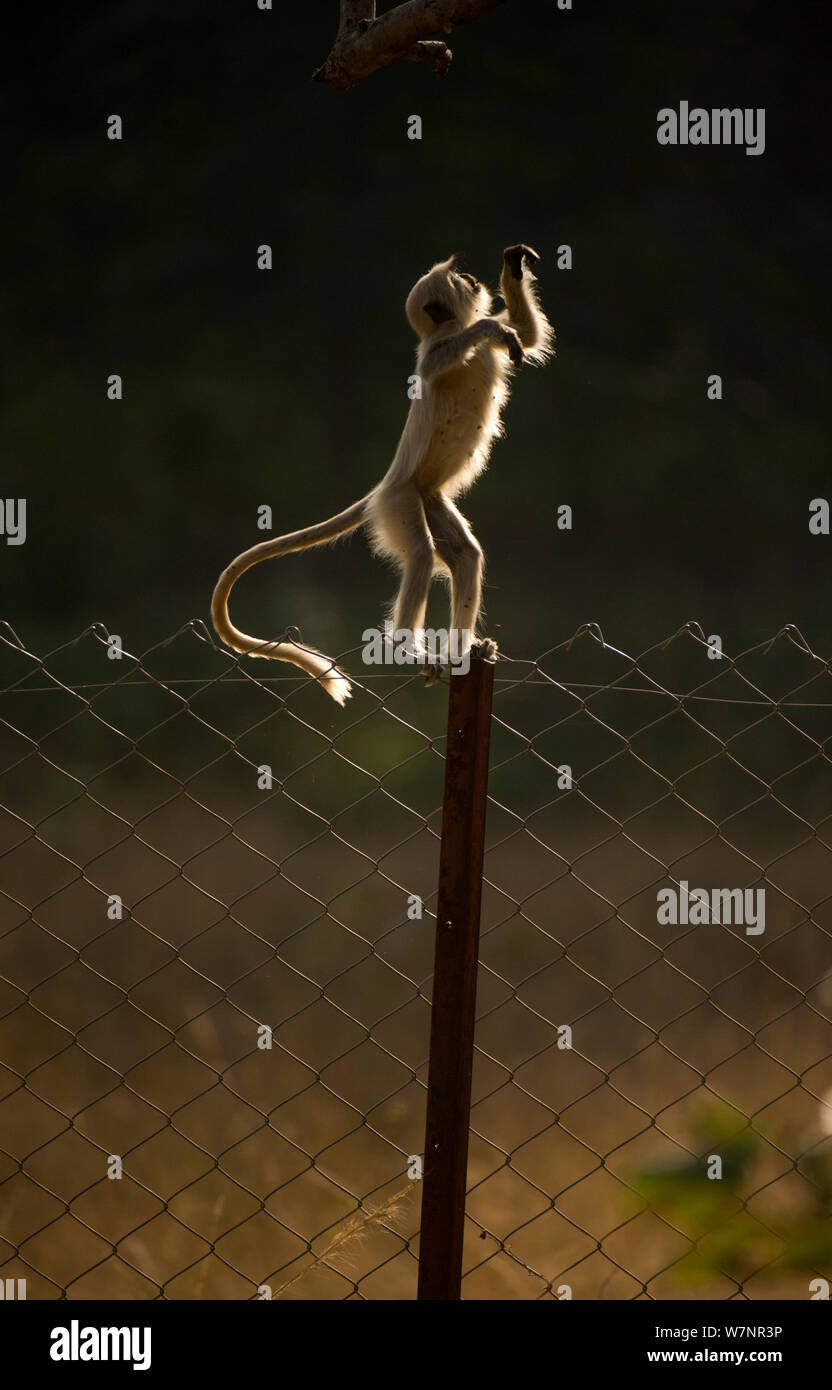 Des Plaines du Nord / Hanuman Langur Écureuil gris (animaux singe). Un jeune se prépare à sauter de la clôture de la controverse qui entoure maintenant de grandes parties de Bandhavgarh National Park, à une branche d'arbre accroché juste au-dessus. Bandhavgarh National Park, Inde. Banque D'Images