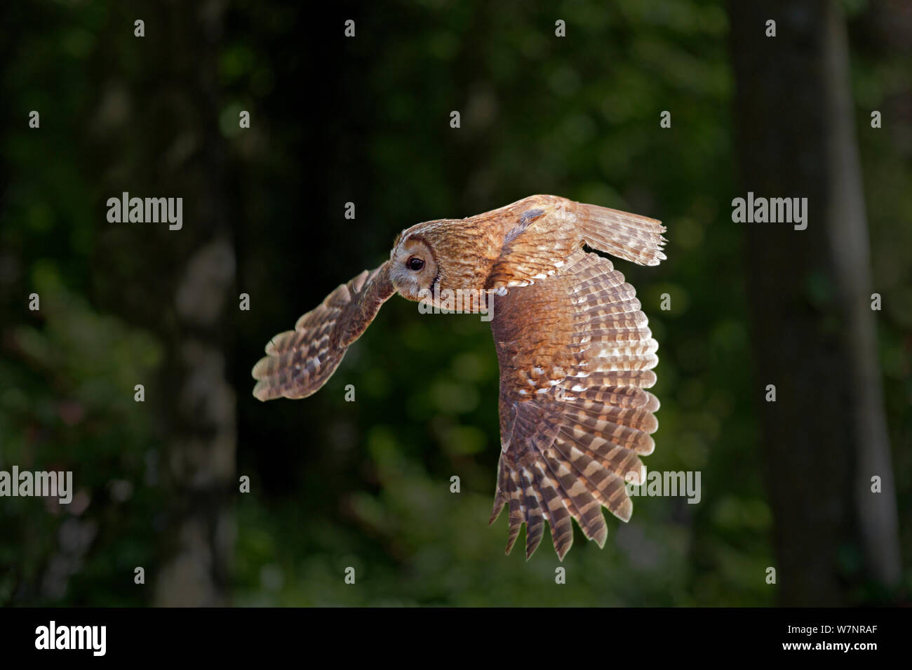 Tawny Owl (Strix Aluco enr.) en vol. En captivité. Hawk Conservancy Trust, Andover, au Royaume-Uni. Banque D'Images