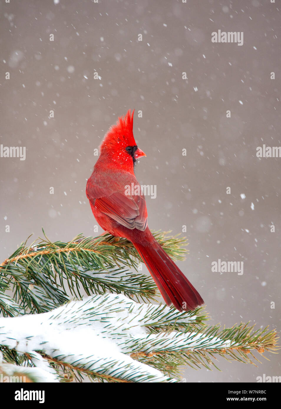 Cardinal rouge (Cardinalis cardinalis) mâle perché sur conifer durant tempête, New York, USA, février. Banque D'Images