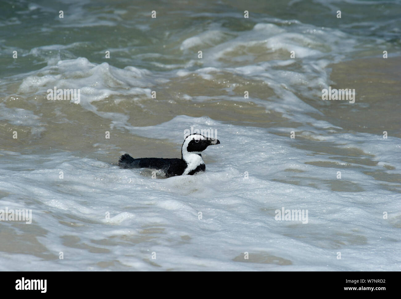 Jackass Penguin / manchot / putois (Spheniscus demersus)piscine sur les vagues près de la rive. Endémique à l'Afrique du Sud, Novembre, Boulders Beach, près de Cape Town, Afrique du Sud, Novembre Banque D'Images Jackass Penguin / manchot / putois (Spheniscus demersus)piscine sur les vagues près de la rive. Endémique à l'Afrique du Sud, Novembre, Boulders Beach, près de Cape Town, Afrique du Sud, Novembre Banque D'Images