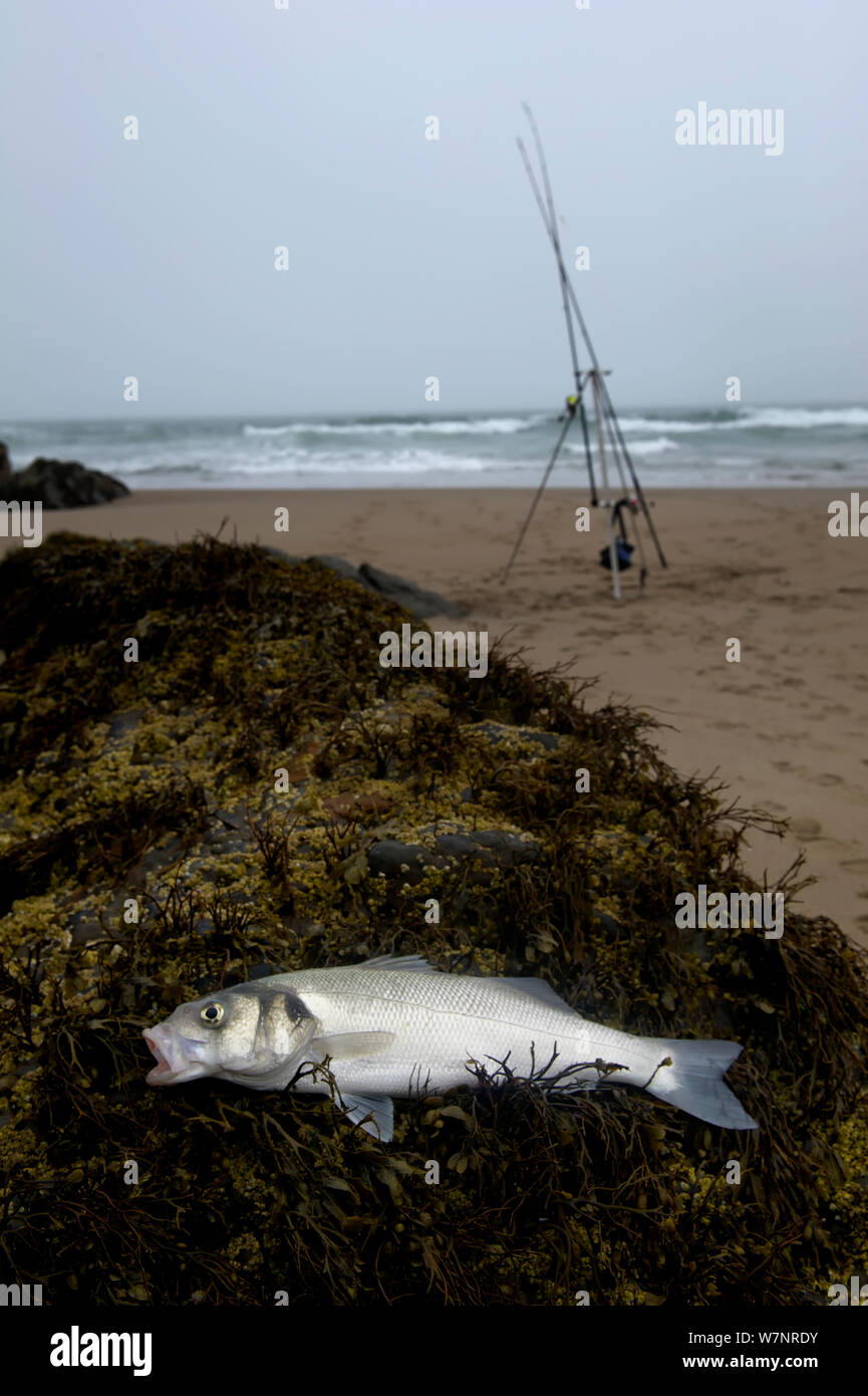 Un Européen a rencontré récemment le Bar (Dicentrarchus labrax) allongé sur un rocher avec la canne à pêche dans l'arrière-plan, Ceiriad Porth, Pays de Galles, juillet Banque D'Images Un Européen a rencontré récemment le Bar (Dicentrarchus labrax) allongé sur un rocher avec la canne à pêche dans l'arrière-plan, Ceiriad Porth, Pays de Galles, juillet Banque D'Images