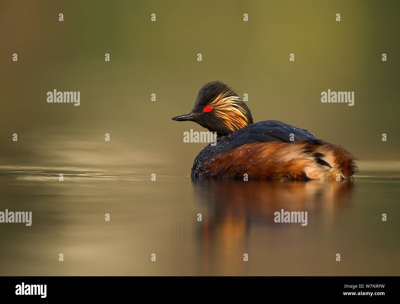 Grèbe à cou noir (Podiceps nigricollis) plumage en été sur l'eau. Pays Bas, Hollande, avril. Banque D'Images