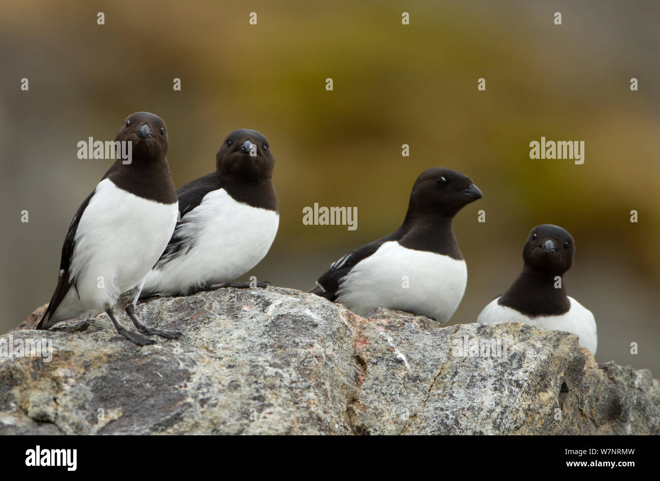 Mergule nain (Alle alle) recueillies sur un groupe de rock. Svalbard, juin. Banque D'Images