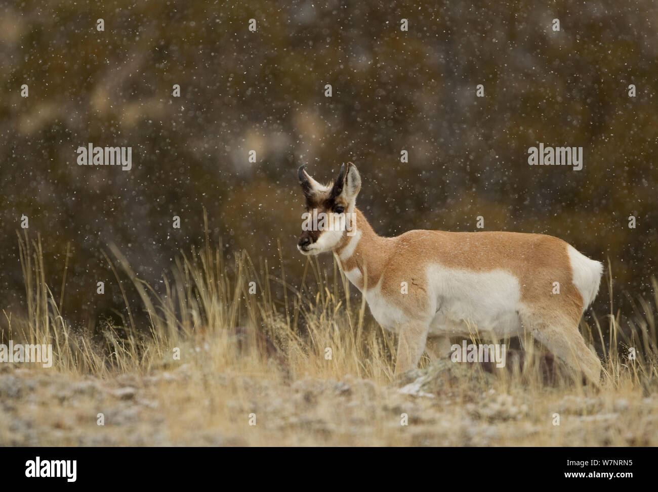 L'Antilope d'Amérique (Antilocapra americana) dans la neige. Yellowstone, USA, février. Banque D'Images