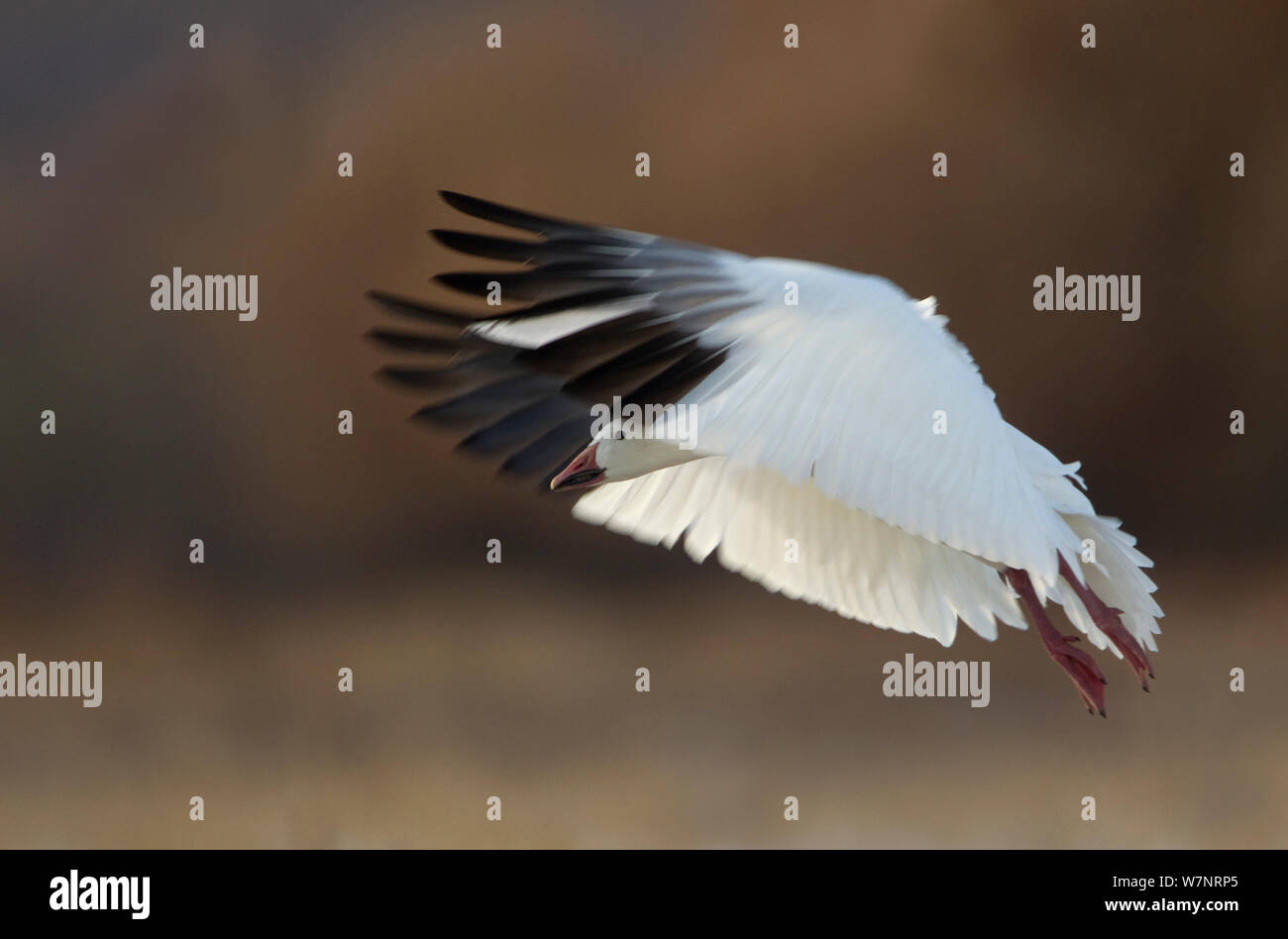 Oie des neiges (Chen caerulescens), arrivant sur la terre. Bosque del Apache, New Mexico, USA, novembre. Banque D'Images