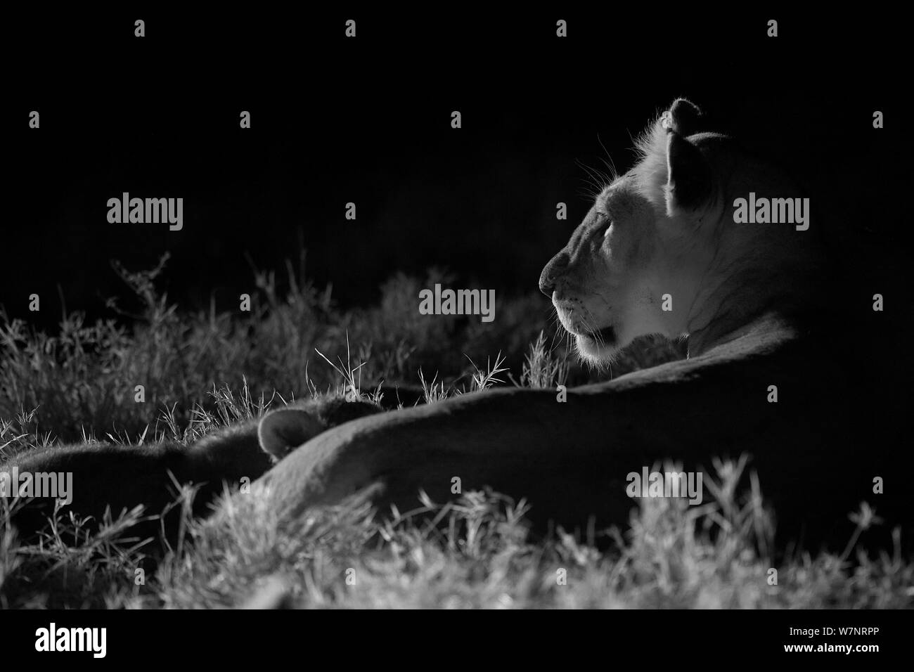 Marsh pride lionne suckling cubs (Panthera leo) dans la nuit le Masai Mara, Kenya. Prises avec caméra à infrarouge, Septembre Banque D'Images