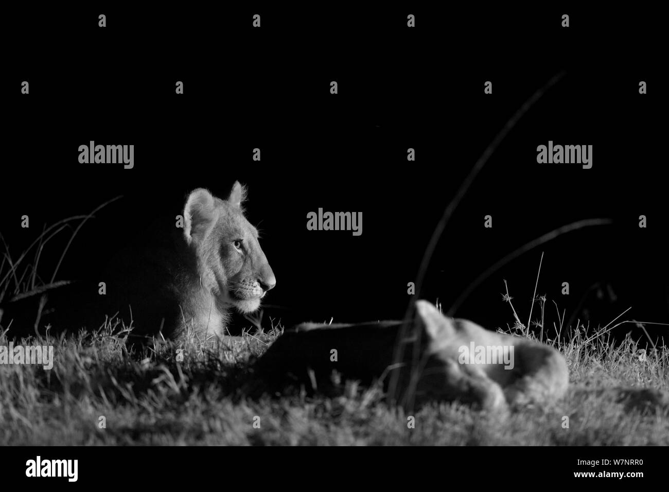 Marsh pride des lionceaux de la fierté des marais (Panthera leo) sur une nuit sans lune, Masai Mara, Kenya, prises avec caméra infra rouge, Septembre Banque D'Images