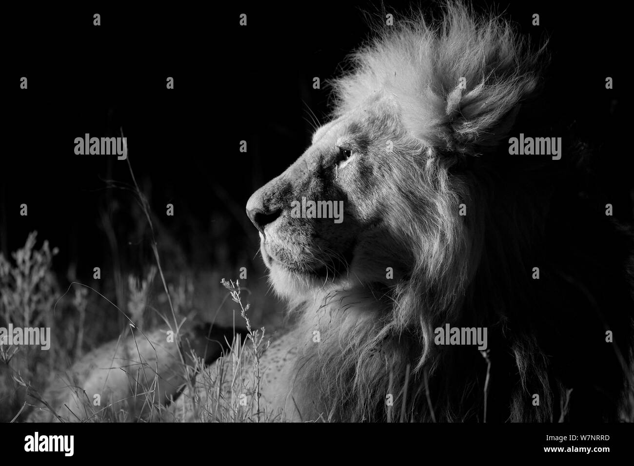 Marais mâle fierté lion (Panthera leo) sur une nuit sans lune, Masai Mara, Kenya. Prises avec caméra infra rouge, Septembre Banque D'Images