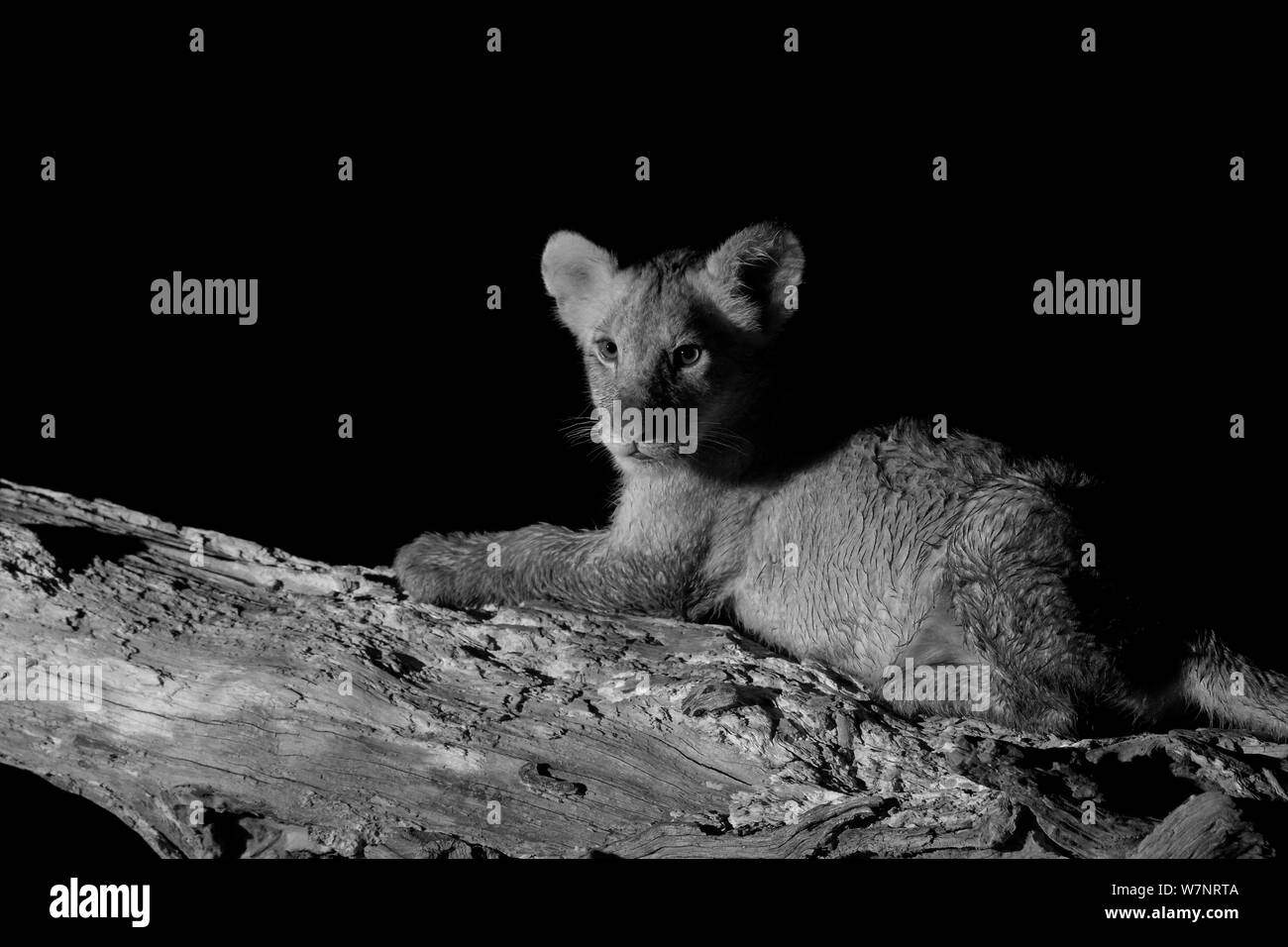 Marsh pride lion (Panthera leo) sur l'arbre tombé dans la nuit, Masai Mara, Kenya, prise avec caméra à infrarouge, Septembre Banque D'Images