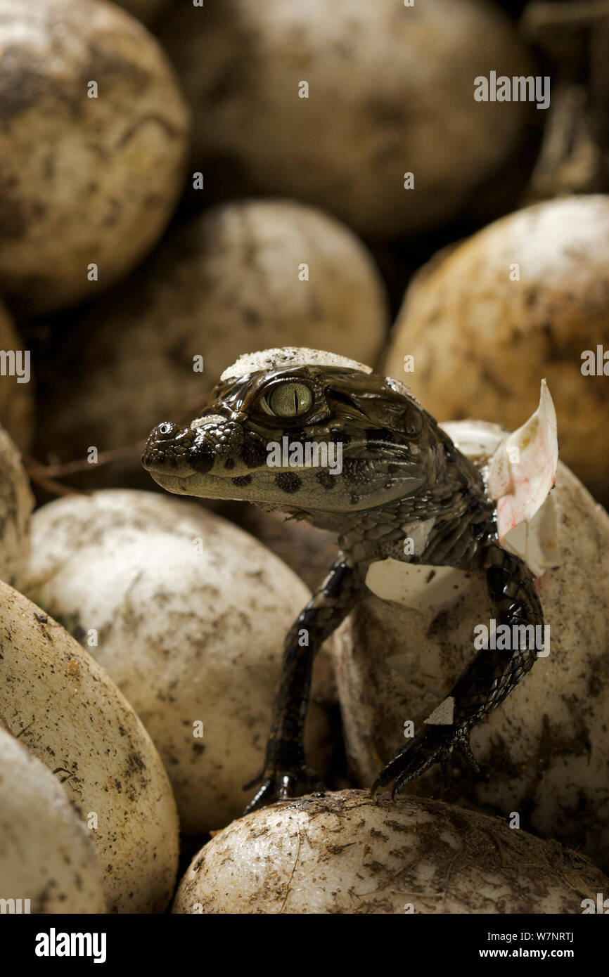 Vaste caiman Caiman latirostris snouted (de egg in nest, Sante Fe, l'Argentine, Février Banque D'Images