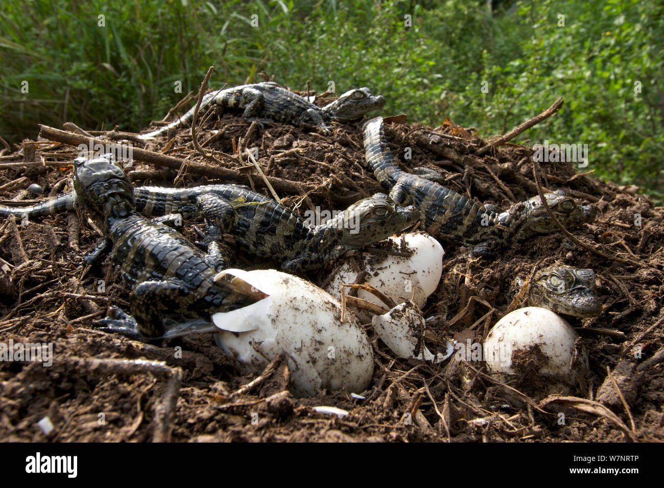 Vaste caiman Caiman latirostris snouted (jeunes) du nid, Sante Fe, Argentine Banque D'Images