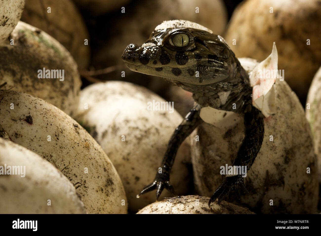 Vaste caiman Caiman latirostris snouted (de egg in nest, Sante Fe, l'Argentine, Février Banque D'Images