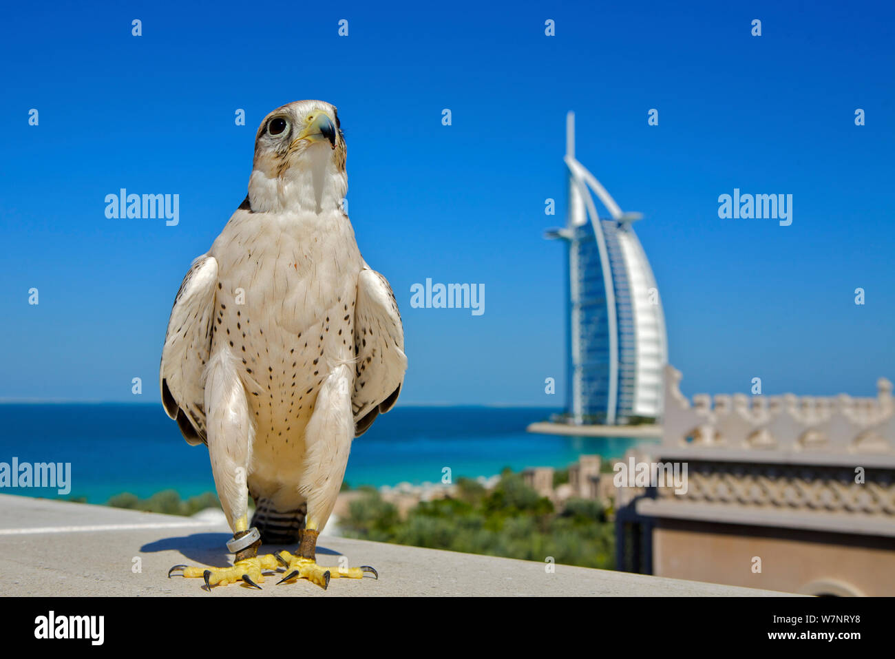 Faucon lanier (Falco biarmicus) à Dubaï Burj Al Arab avec en arrière-plan, utilisé pour contrôler la population de pigeons en milieu urbain, la plage de Jumeirah. Emirats arabes unis (EAU), Janvier 2010 Banque D'Images