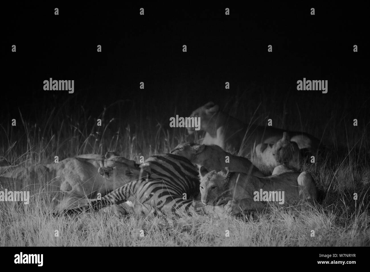 Marsh pride lion Fierté de nuit lion (Panthera leo) se nourrissant d'un zèbre, de nuit, Masai Mara, Kenya, prise avec caméra à infrarouge, Septembre Banque D'Images