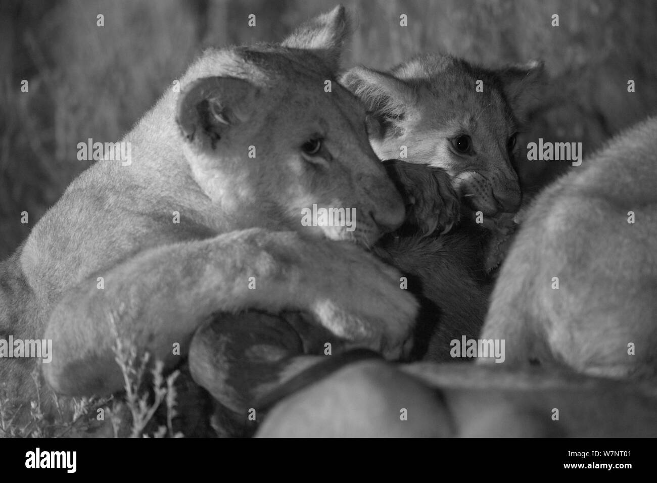 Marsh pride lions (Panthera leo) qui se nourrit d'une Wildebeast la nuit, Masai Mara, Kenya, prise avec caméra à infrarouge, Septembre Banque D'Images