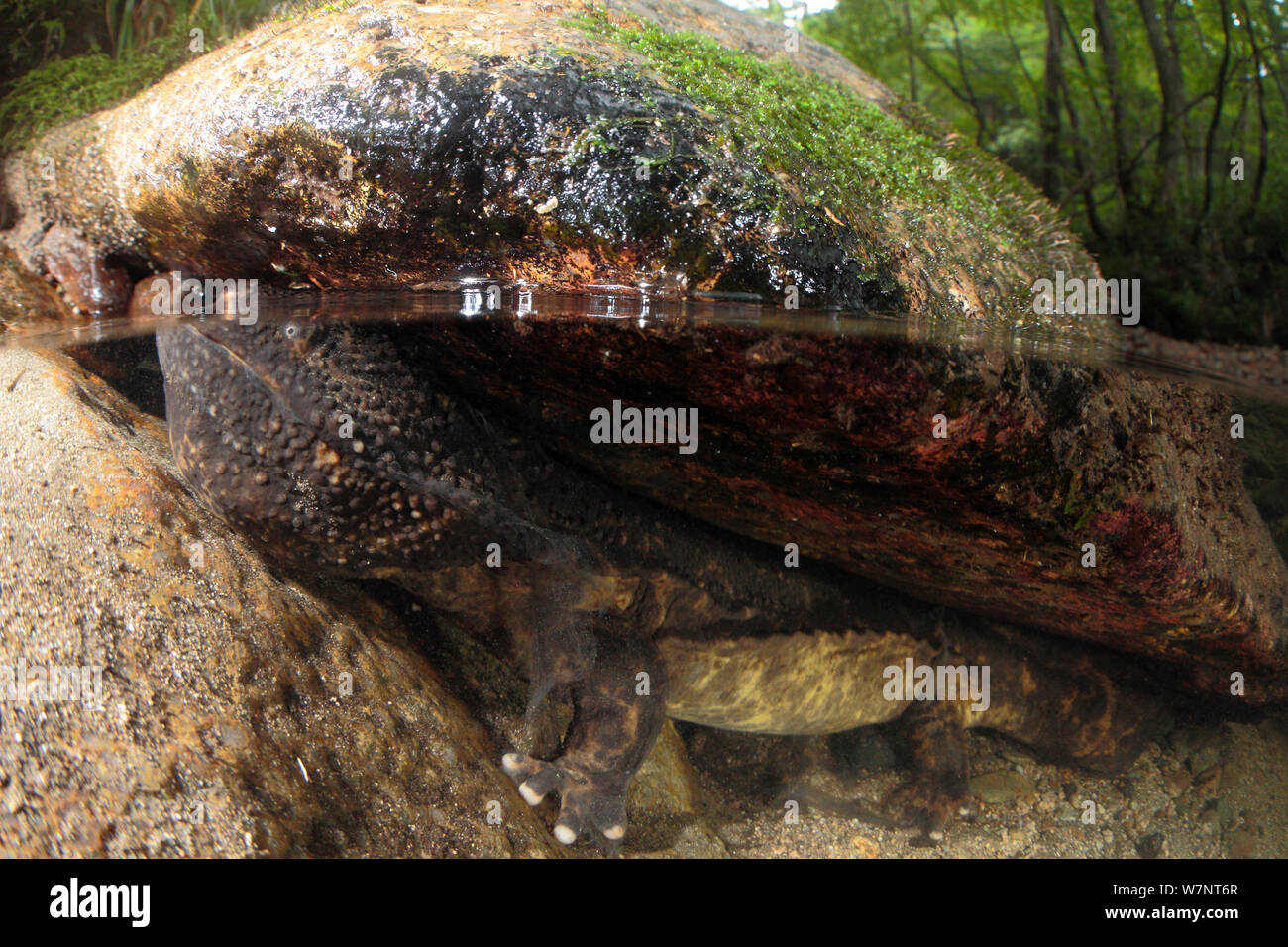 Salamandre géante du Japon (Andrias japonicus) à venir jusqu'à respirer, Hino Rivière, Tottori, Japon, août. Banque D'Images