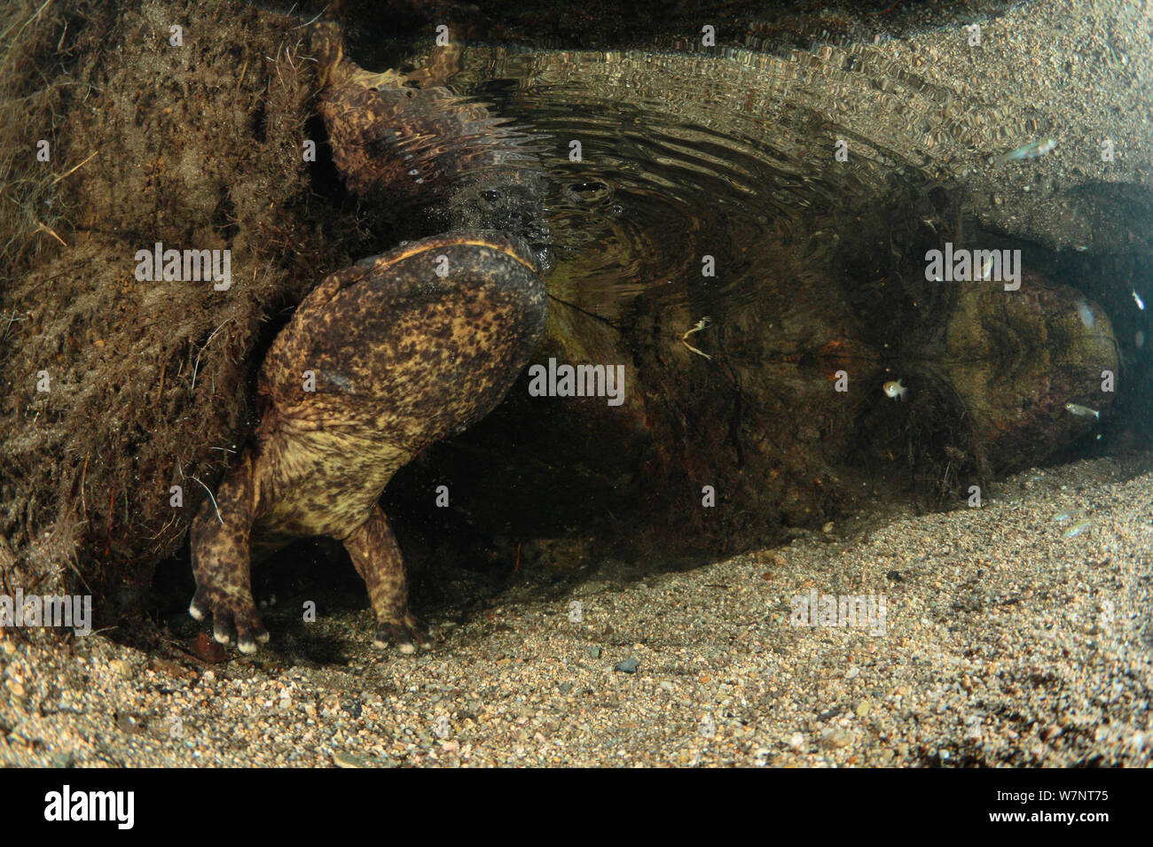 Salamandre géante du Japon (Andrias japonicus) à venir jusqu'à respirer pendant une période plus courte lors de la ponte, Hino Rivière, Tottori, Japon, août. Banque D'Images