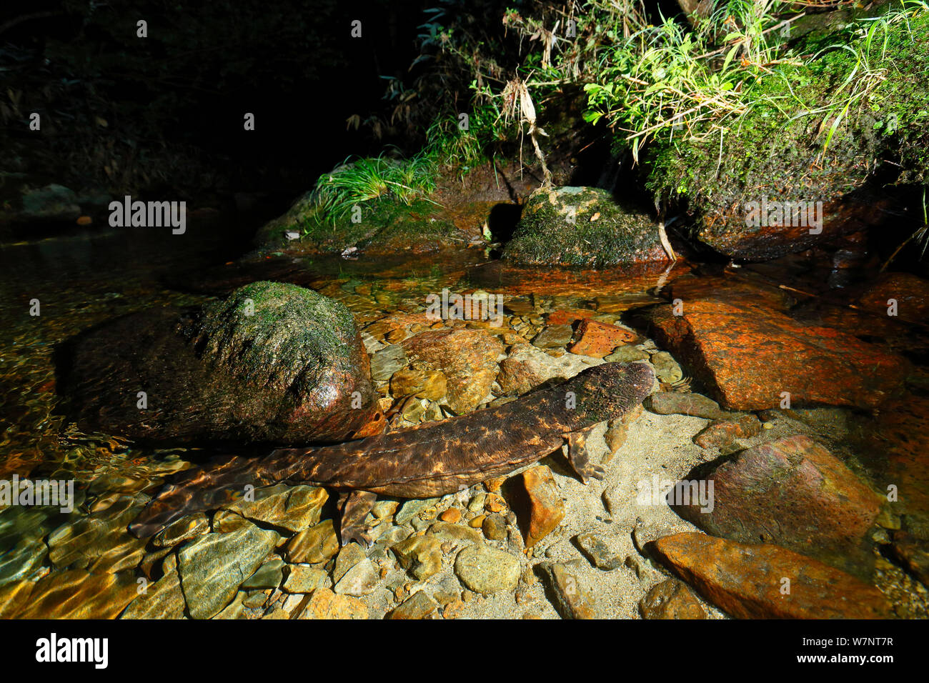 Salamandre géante du Japon (Andrias japonicus), respiration, Hino, Tottori au Japon en août. Banque D'Images