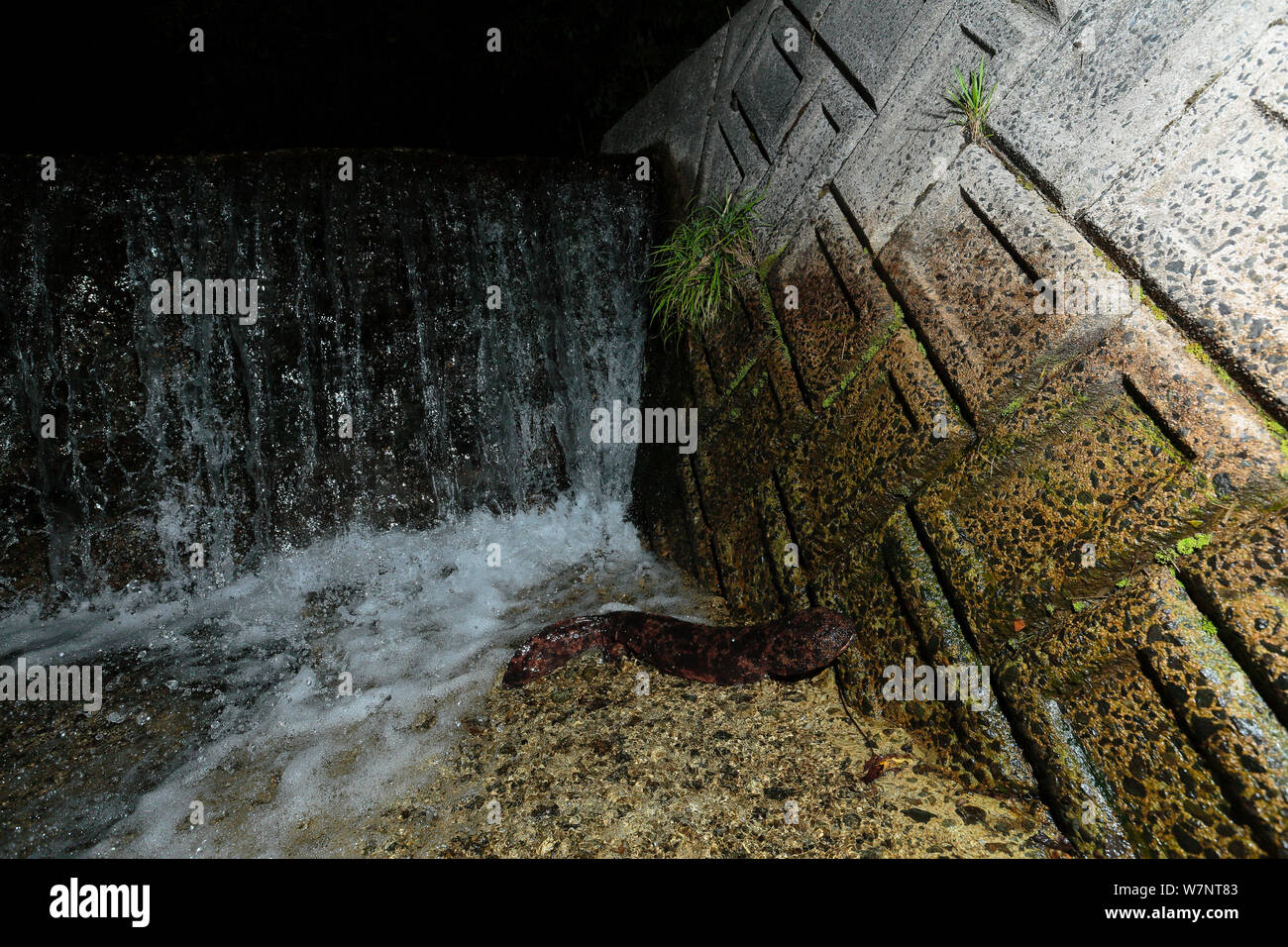 Salamandre géante du Japon (Andrias japonicus) en face d'un barrage artificiel sans-où aller, Hino Rivière, Tottori, Japon, août. Banque D'Images