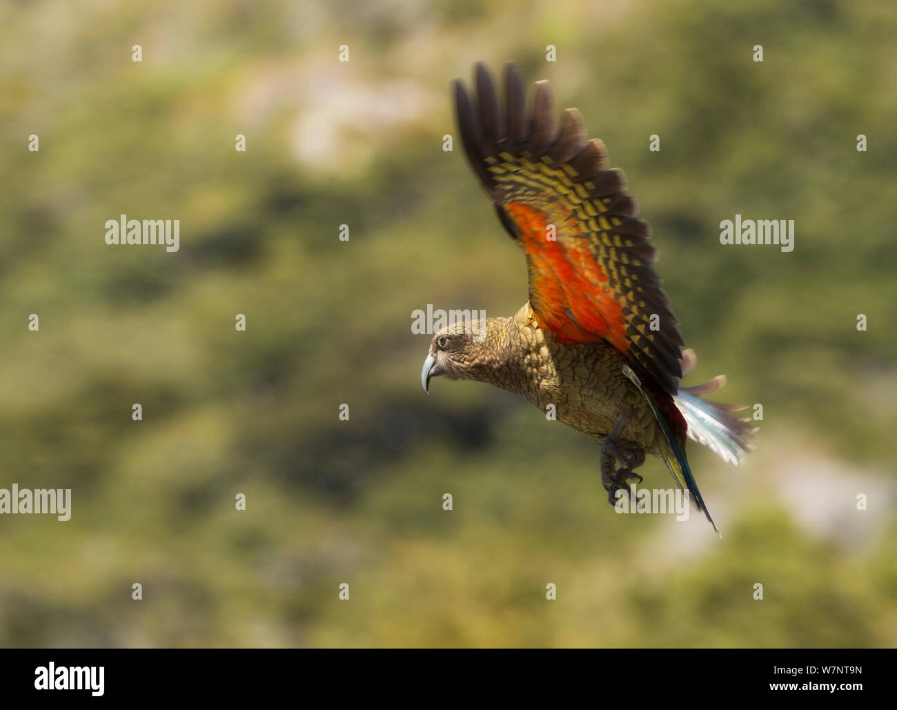 Kea (Nestor notabilis) en vol, le Col d'Arthur, en Nouvelle-Zélande. Espèce Vulberable. Novembre. Banque D'Images