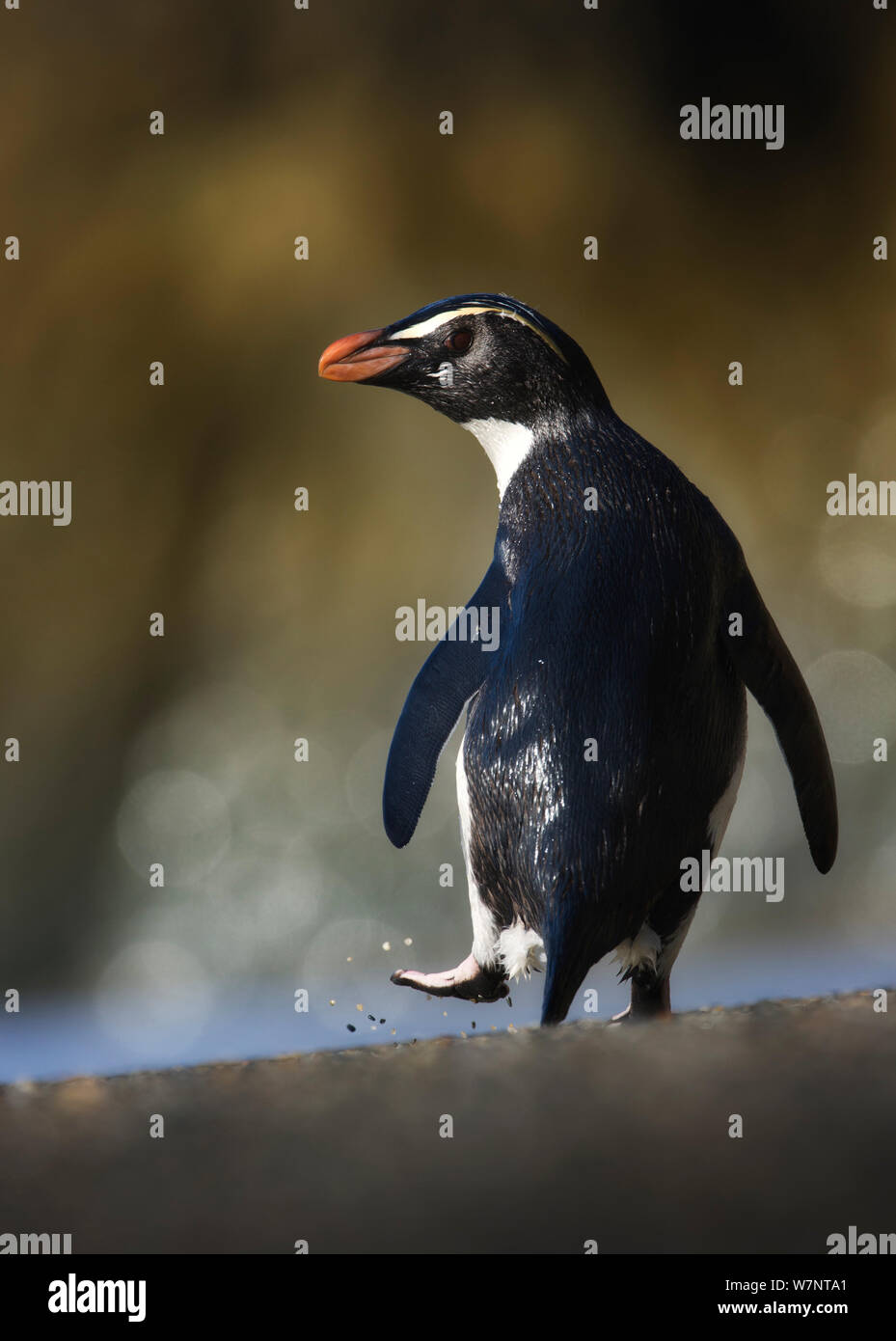 Fiordland crested penguin (Eudyptes pachyrhynchus) Vue arrière, Westland, Nouvelle-Zélande, espèces vulnérables. Novembre. Banque D'Images