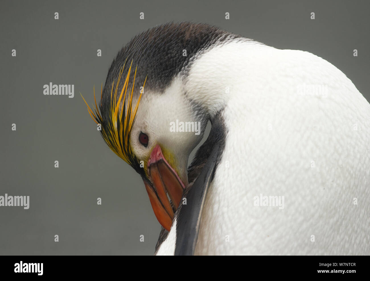 Manchot royal (Eudyptes schlegeli) lissage, l'île Macquarie, Sub-Antarctic en Australie. Novembre. Banque D'Images