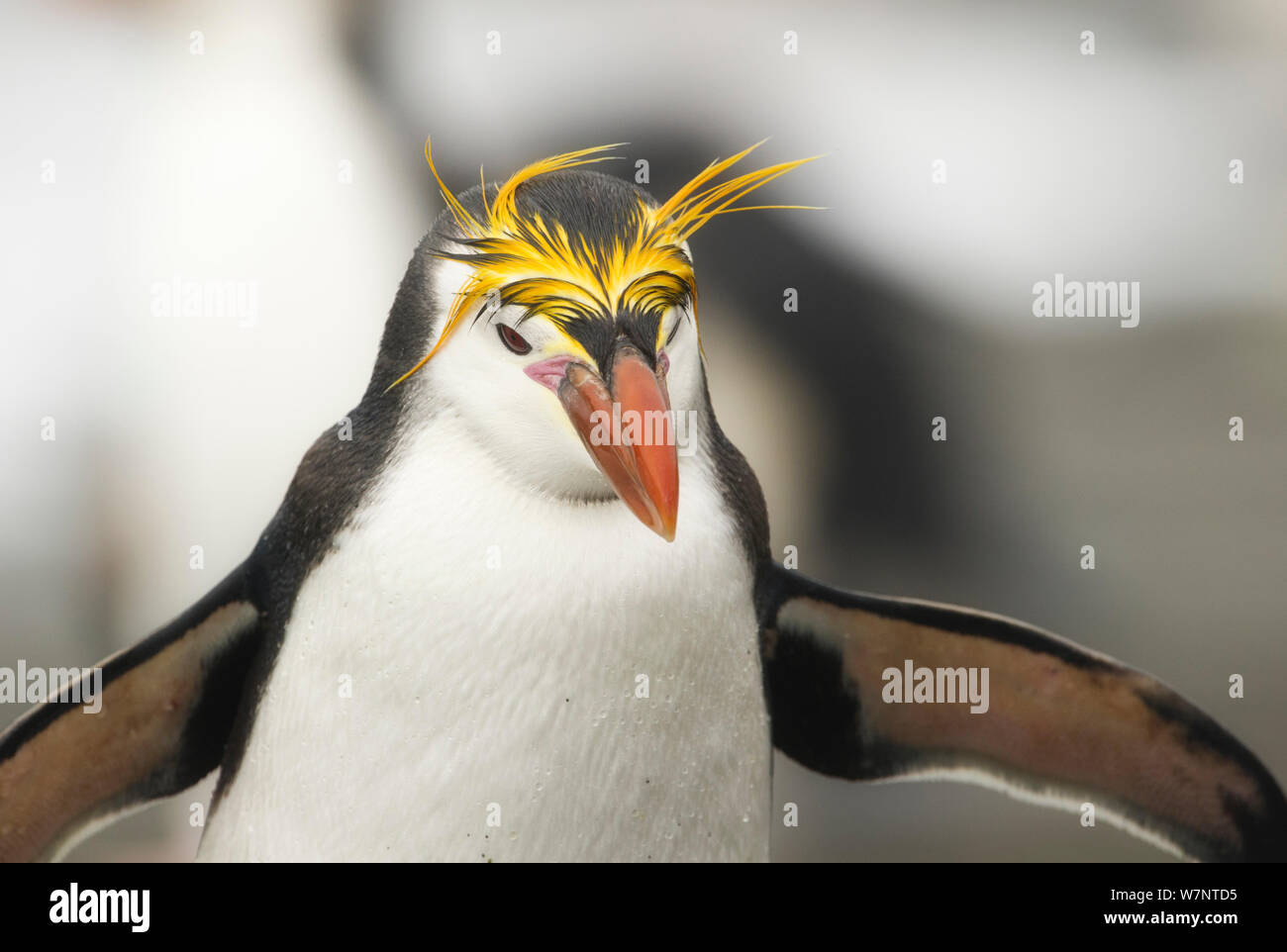 Manchot royal (Eudyptes schlegeli) l'île Macquarie, Sub-Antarctic en Australie. Novembre. Banque D'Images