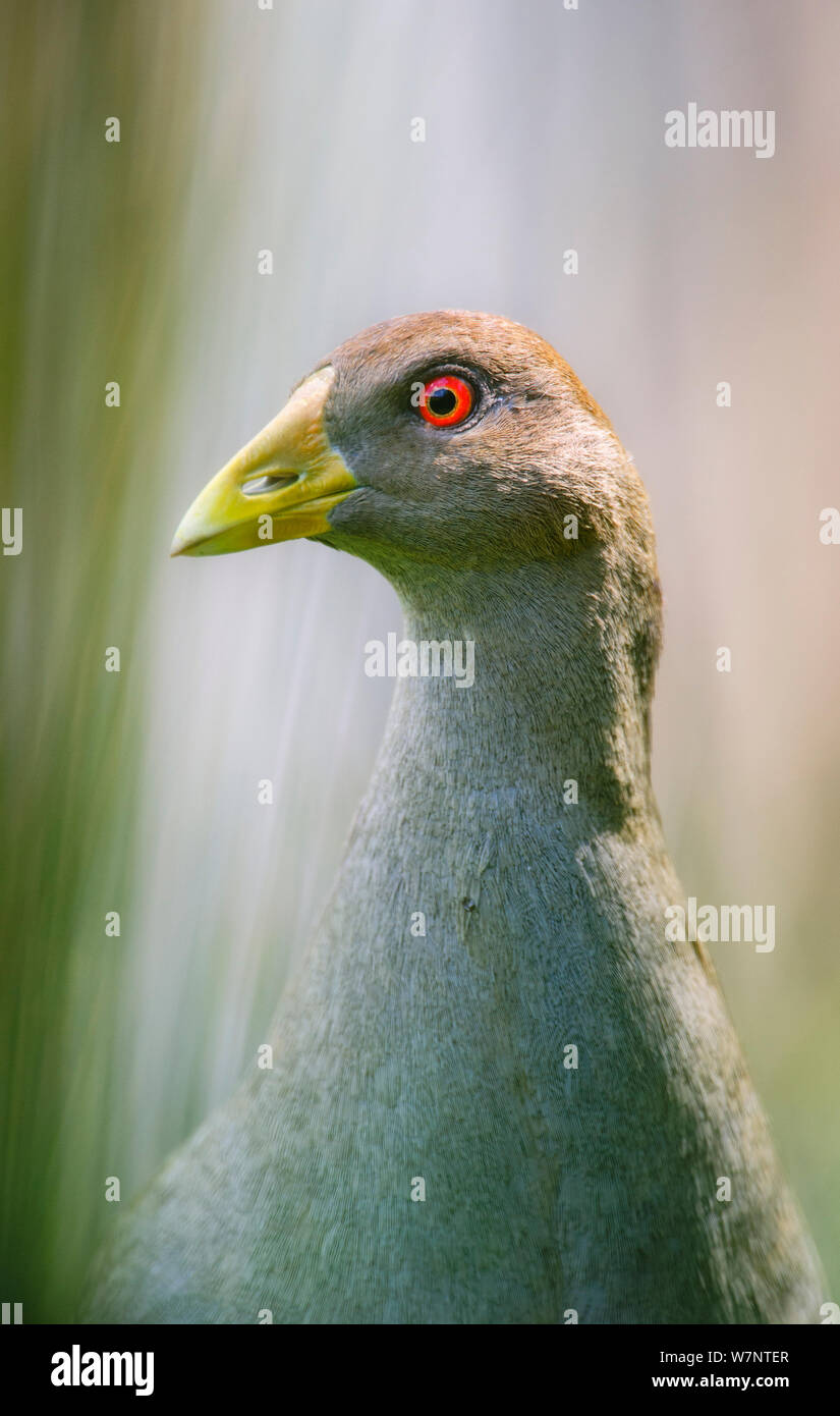 Nativehen (Gallinula mortierii de Tasmanie), oiseau endémique de la Tasmanie. Bruny Island, Tasmanie. Banque D'Images