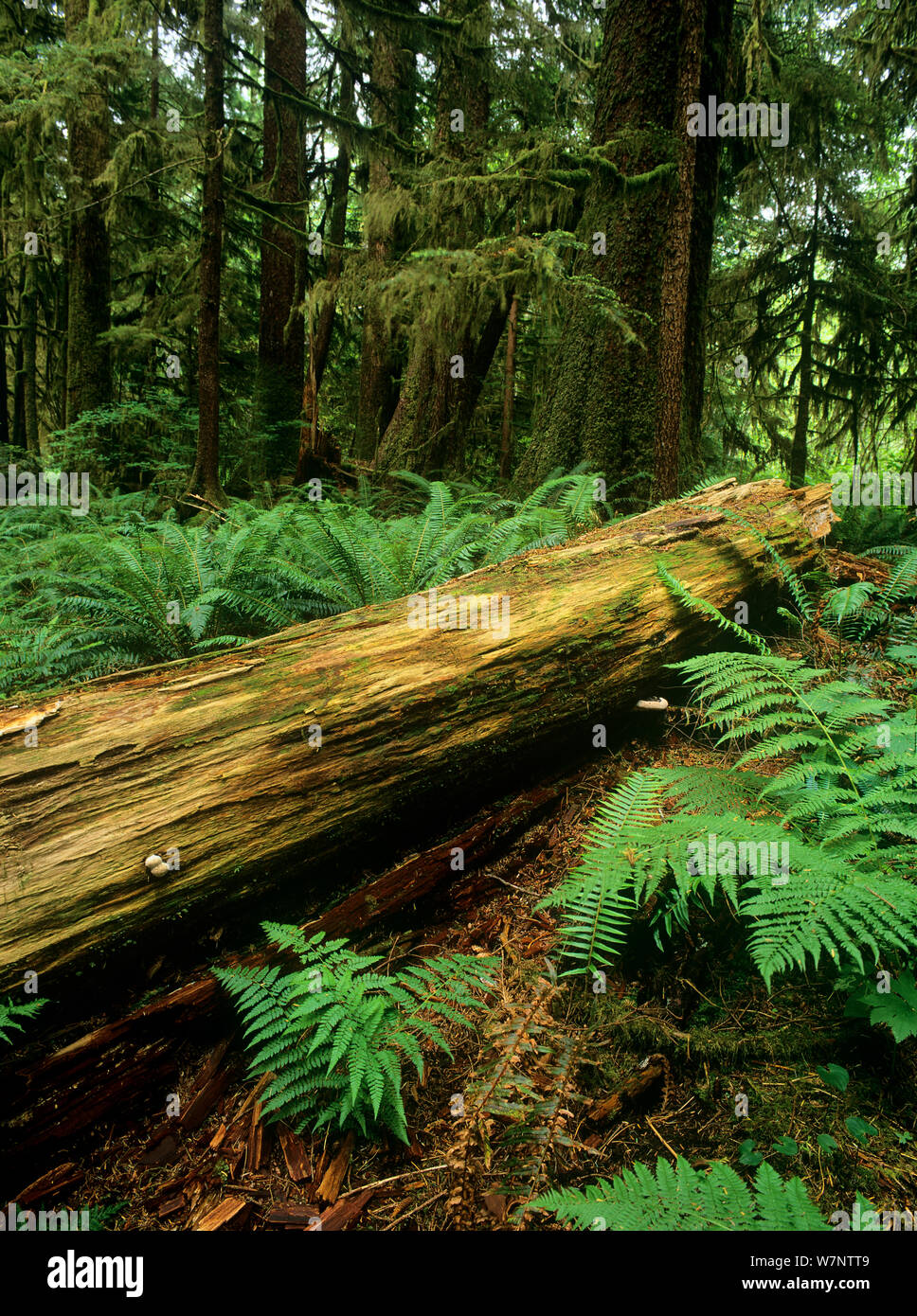 Vieux tronc d'arbre tombé dans la forêt de parc provincial Carmanah-Walbran, île de Vancouver, Colombie-Britannique, Canada Banque D'Images