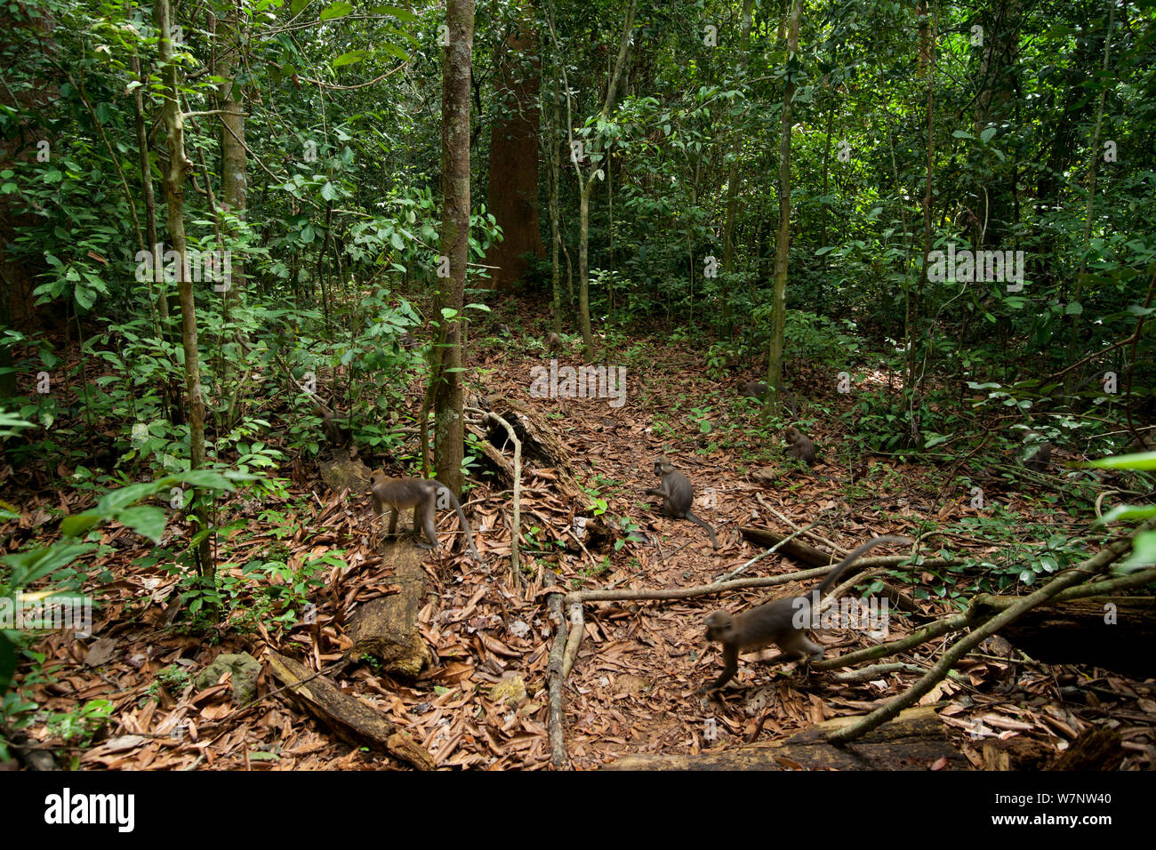 (Cercocebus agilis Agile mangabeys noirs) et les déplacements à l'étage des forêts. Bai Hokou, Parc National de Dzanga-Ndoki, République centrafricaine. Banque D'Images