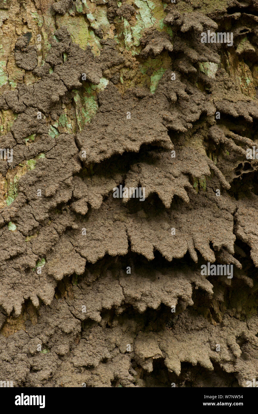 (Termite Macrotermes) structure nid situé sur tronc d'arbre, de boue conseils drainage intégré dans les côtés de la structure pour aider avec les eaux de ruissellement lors de pluies tropicales. Bai Hokou, Parc National de Dzanga-Ndoki en République centrafricaine, Banque D'Images