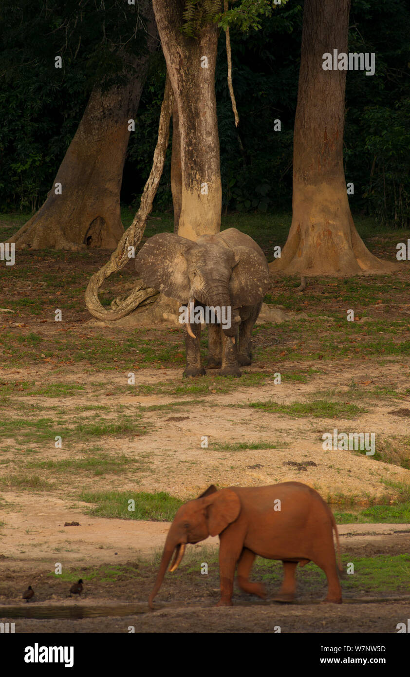 Les éléphants de forêt d'Afrique (Loxodonta Africana cyclotis), l'un couvert de terre rouge, se promène en face de Dzanga Bai à éléphant mâle. La bai attire les éléphants de toute la région et la variation de couleur dans le sol et les dépôts de boue sur la peau d'un éléphant peut signaler qu'un éléphant est d'un autre secteur du parc et pas nécessairement liées à d'autres éléphants visiter le centre d'en même temps. Le Parc National de Dzanga-Ndoki en République centrafricaine, Banque D'Images