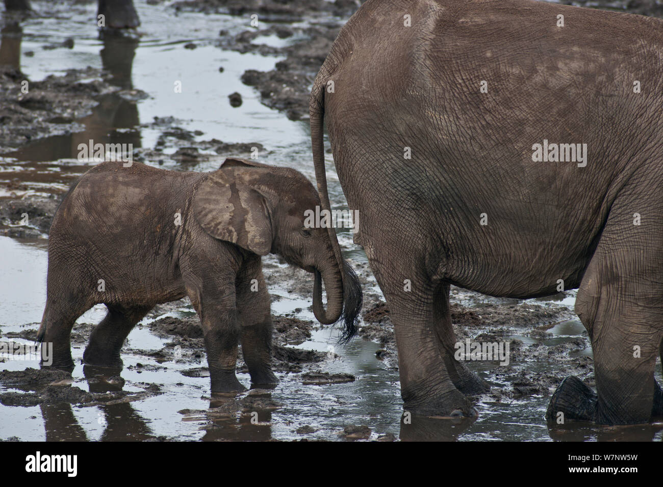 African éléphant de forêt (Loxodonta Africana cyclotis) veau jusqu'potable de l'eau riche en minéraux de Bai de Dzanga, Parc National de Dzanga-Ndoki en République centrafricaine, Banque D'Images
