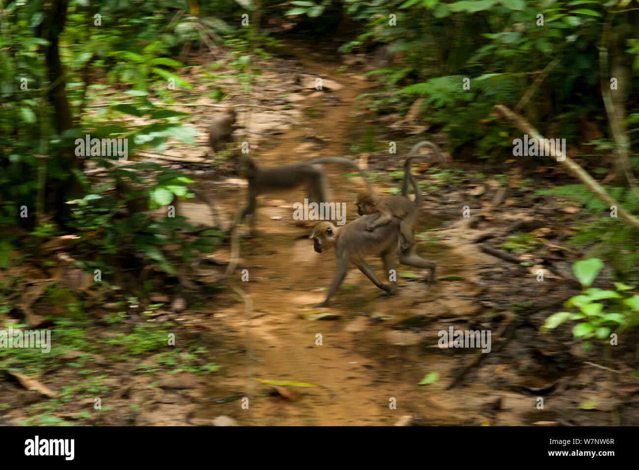 Mangabey Agile Cercocebus agilis (femelle) avec jeune à l'arrière, traversant les cours d'eau. Bai Hokou, Parc National de Dzanga-Ndoki en République centrafricaine, Banque D'Images