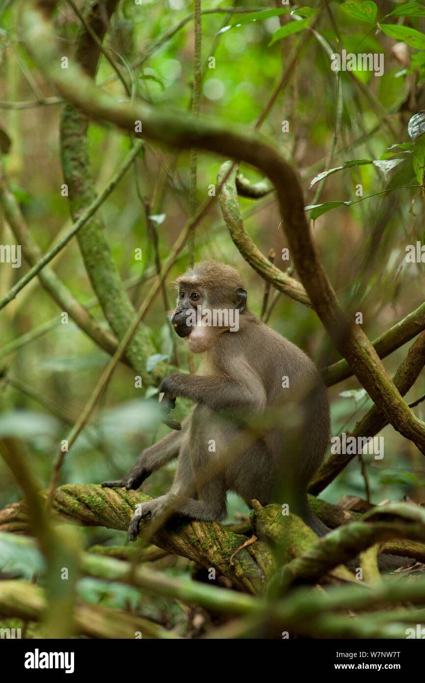 Mangabey Agile (Cercocebus agilis) juvenile, entouré par la forêt liana. Image montrant l'environnement forestier / habitat. Bai Hokou, Parc National de Dzanga-Ndoki en République centrafricaine, Banque D'Images