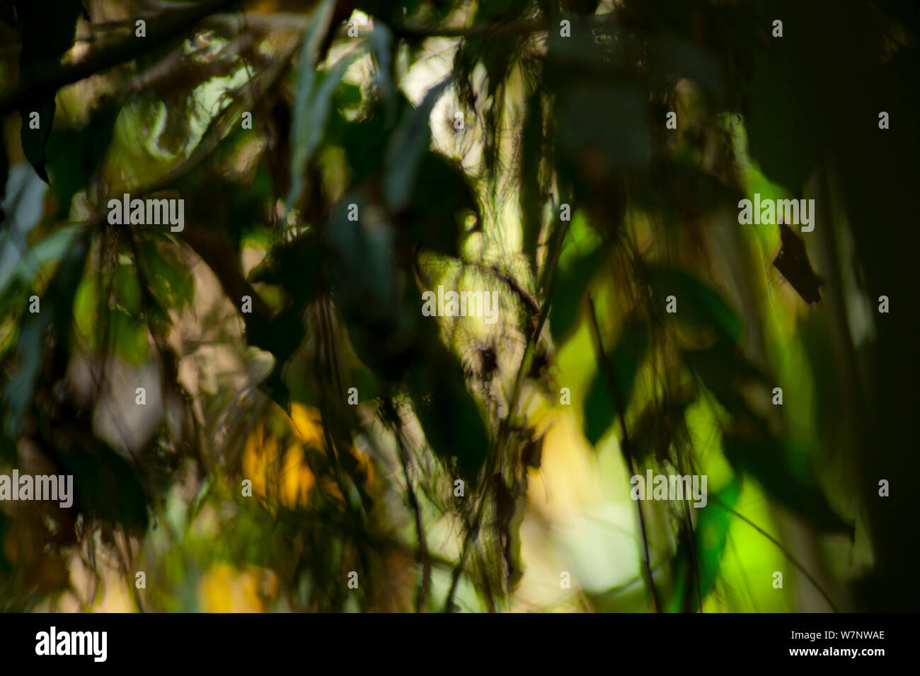 Tropical lowland rainforest soft-focus scenic de forêt qui se caractérise avant tout comme un mélange d'espèces des forêts semi-décidues. Bai Hokou, camp de recherche parc national de Dzanga-Ndoki, République centrafricaine. Banque D'Images