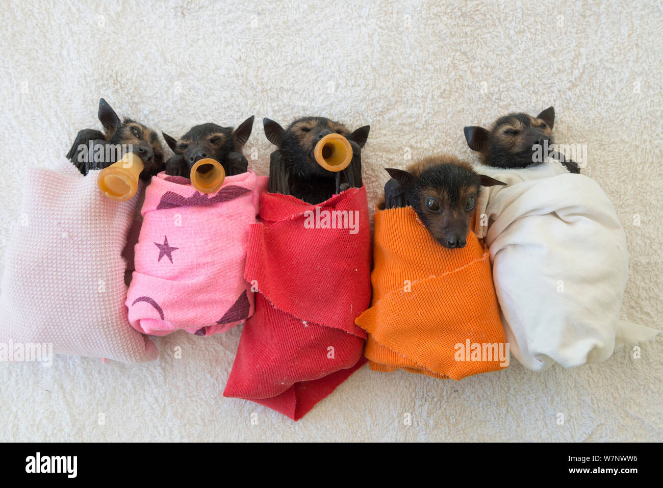 Renard volant à lunettes (Pteropus conspicillatus) Bébés ou bubs enveloppée de tissu et les tétines en bouche prête à se nourrir dans la pépinière à Tolga Bat Hospital, North Queensland, Australie, novembre 2012 Banque D'Images