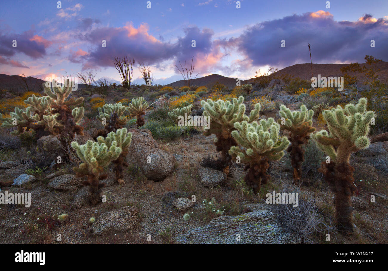 Teddybear cactus Cholla (Cylindropuntia bigelovii) au coucher du soleil dans une clairière tempête sur Anza Borrego desert State Park, Californie, USA, avril. Banque D'Images