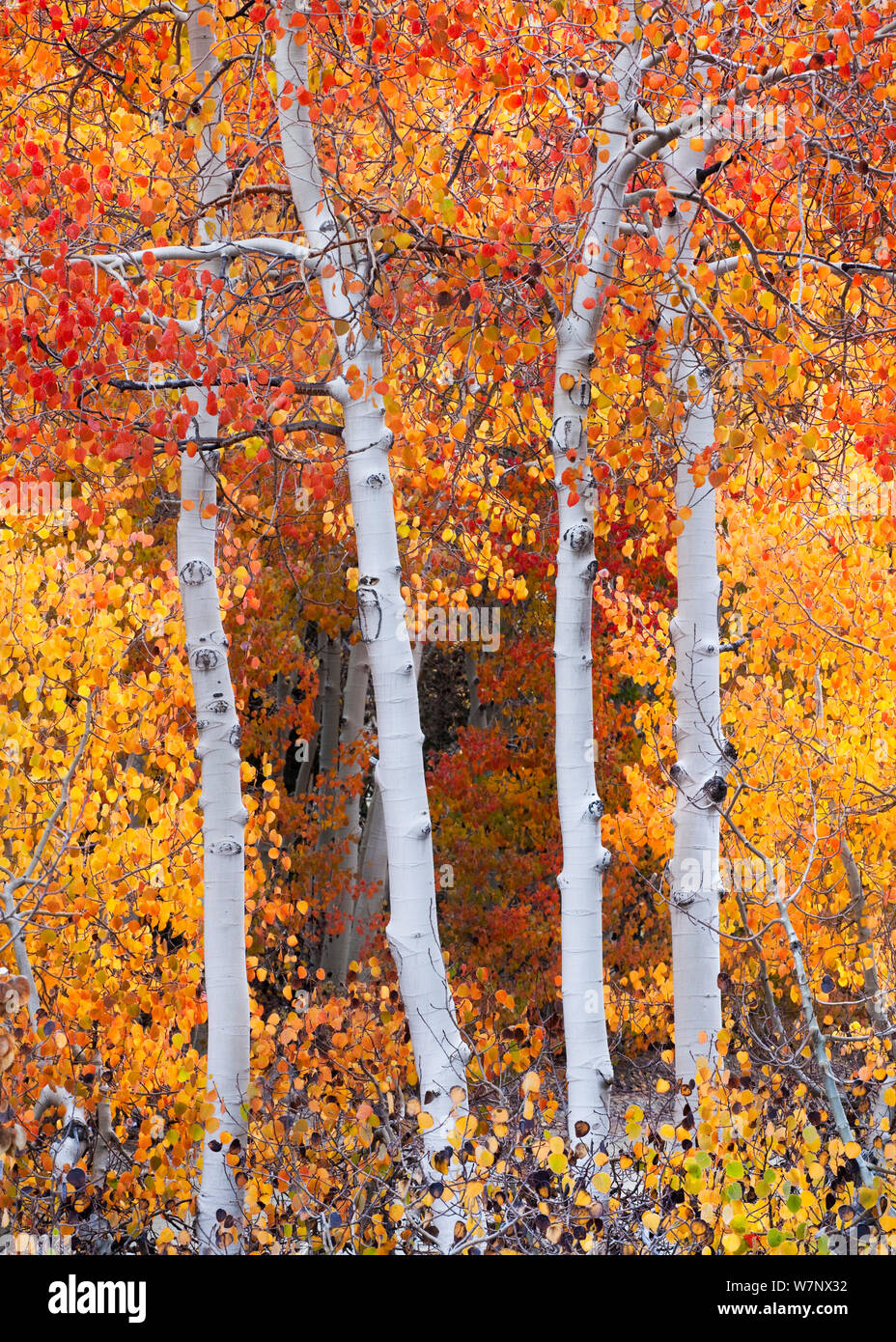 Le tremble (Populus tremula), arbres en automne, les couleurs de l'évêque de North Fork Creek, près de l'Évêque, l'Est de la Sierra, en Californie, USA Banque D'Images