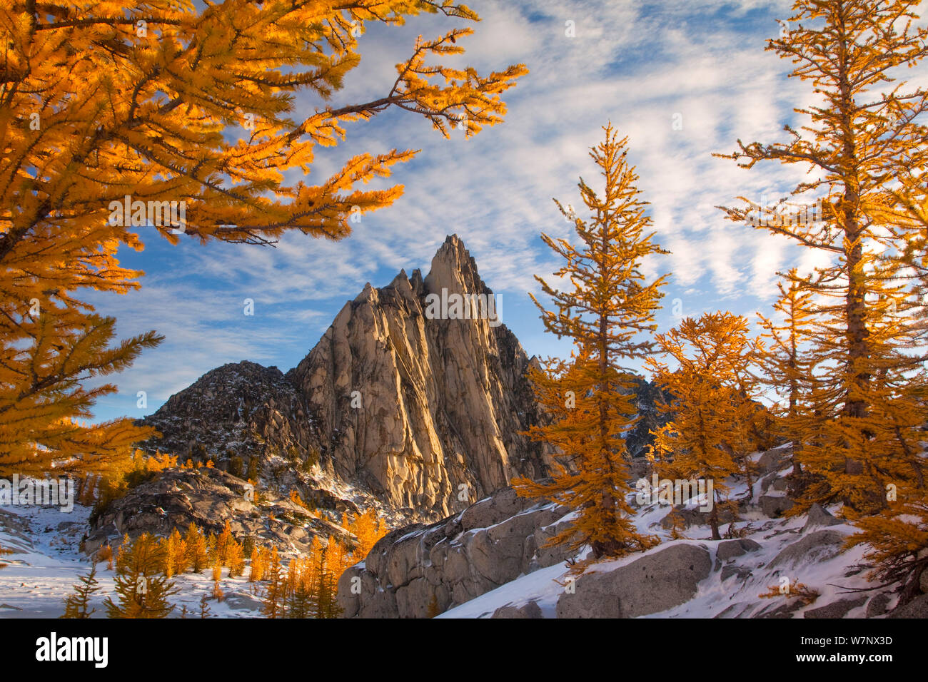 Au soleil du matin avec Pic Prusik, mélèzes et un rare saupoudrage de neige au début de l'hiver dans les enchantements, une spectaculaire région alpine, l'État de Washington, USA. Octobre 2011. Banque D'Images