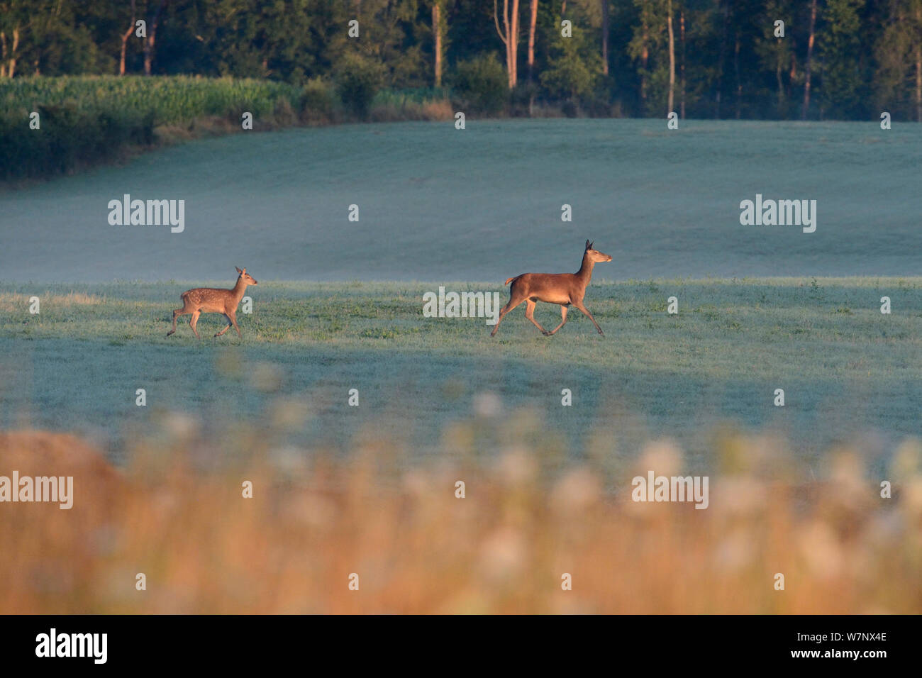 Red Deer (Cervus elaphus) Hind et les jeunes sur le terrain de franchissement, Vosges, France, août. Banque D'Images