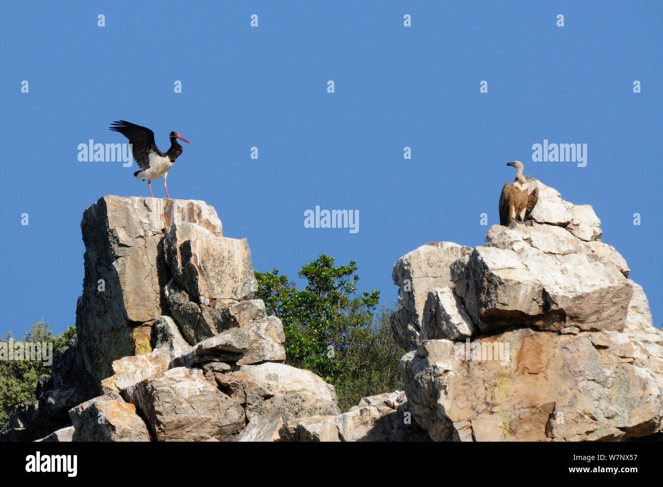 La cigogne noire (Ciconia nigra) avec le vautour fauve (Gyps fulvus) perché sur rock formation. Extramadura, Espagne, mai. Banque D'Images