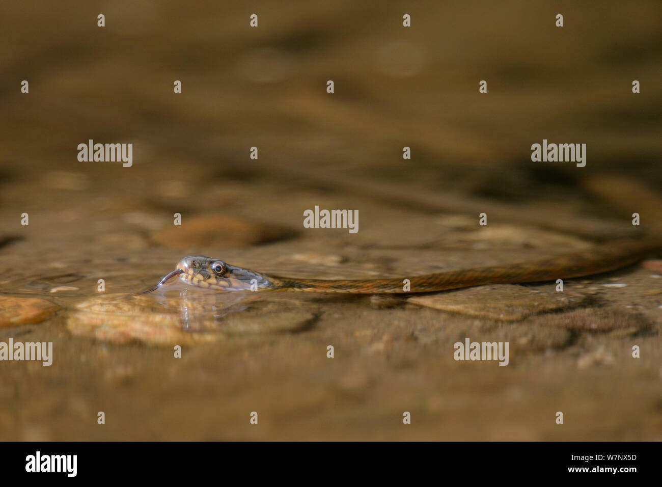 Viperine Snake (Natrix maura) dans les eaux peu profondes. Extramadura, Espagne, mai. Banque D'Images