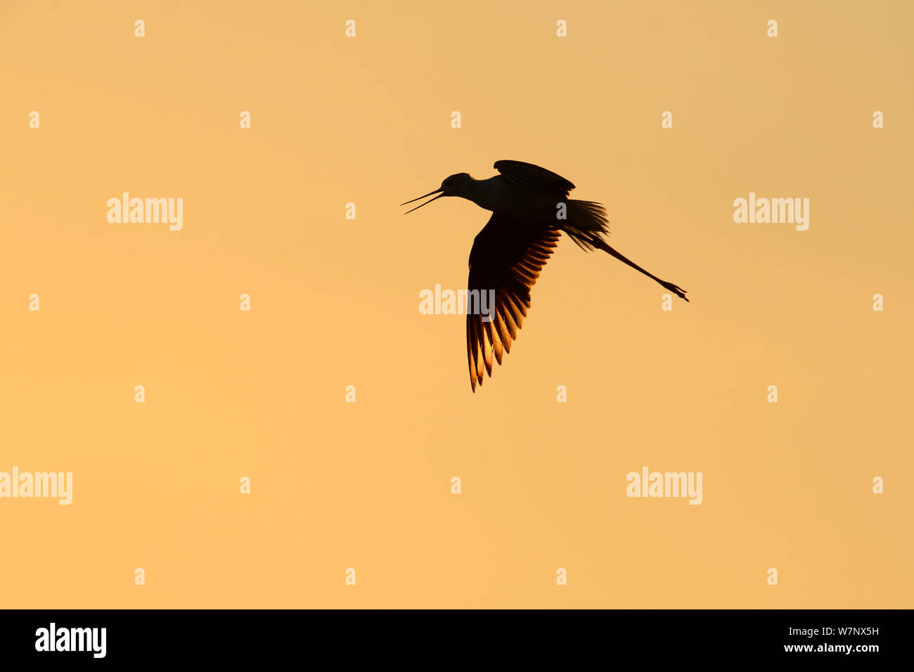 Black-winged Stilt (Himantopus himantopus) découpé en vol. Aude, France, juillet. Banque D'Images