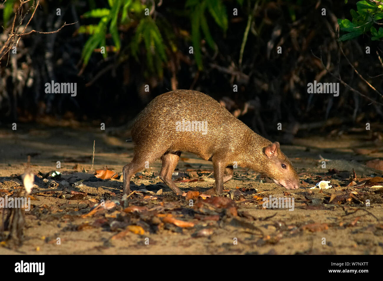 Coiban agouti Banque de photographies et d’images à haute résolution ...
