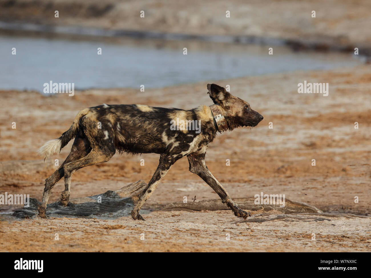 Chien sauvage d'Afrique (Lycaon pictus) Profil de marche, portant un collier de caisse claire, double également pour le suivi, le parc national de Hwange, Zimbabwe, Octobre 2012 Banque D'Images